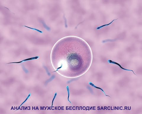 мужское бесплодие, анализ, тест на бесплодие у мужчин, как определить в Саратове, России