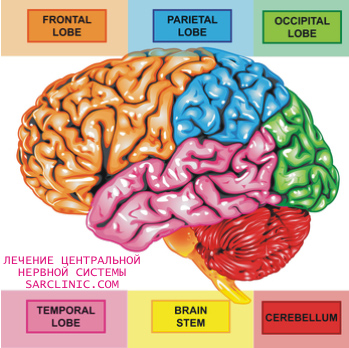 В какой доле коры головного мозга расположены центры контролирующие произвольные движения